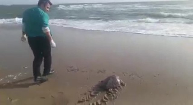 Yeşil deniz kaplumbağası tekrar deniz ile buluştu