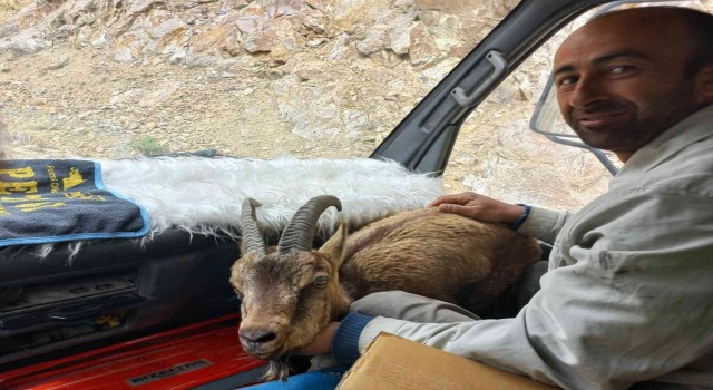 Yol kenarında bitkin halde bulduğu yaban keçisini Milli Park görevlilerine teslim etti