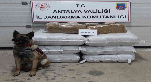 Yolcu otobüsünde 252 kilogram kaçak tütün ele geçirildi