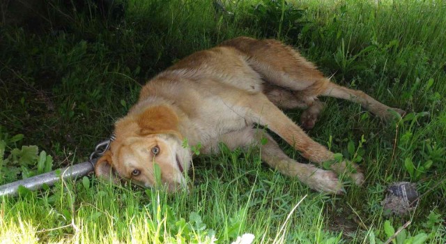 Yolun karşısına geçmeye çalışan köpeğe otomobil çarptı