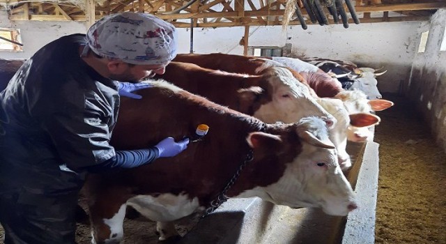 Yozgatta 150 bin büyükbaş hayvana şap aşısı yapılıyor