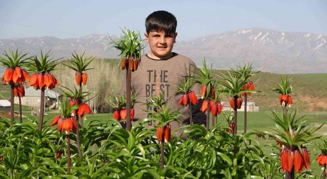 Yüksekovada ters laleler kendine hayran bıraktı