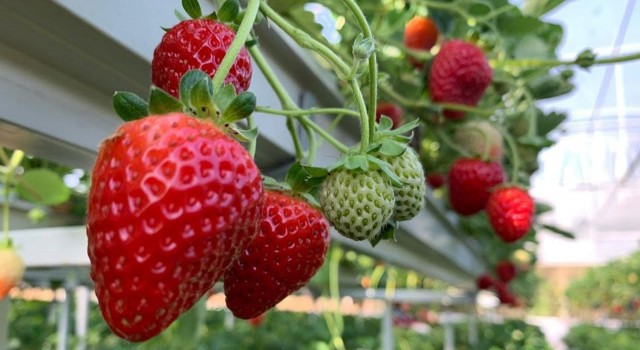 Yunusemrenin AB projesi ön elemeyi geçti