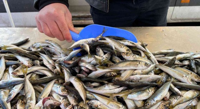 Zonguldakta balıkçılar teselliyi istavritte buldu