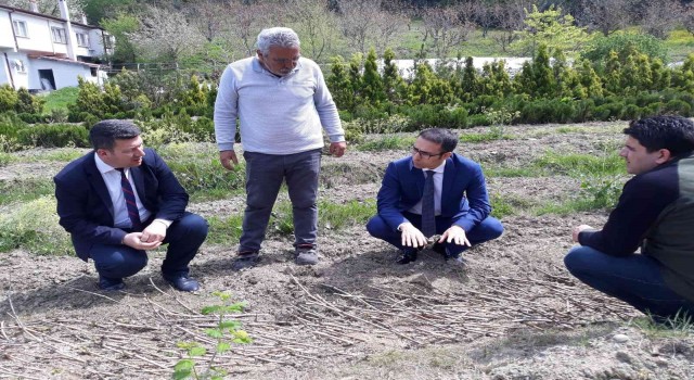 Zonguldakta karaçatlak üzümü üretimi yaygınlaştırılacak