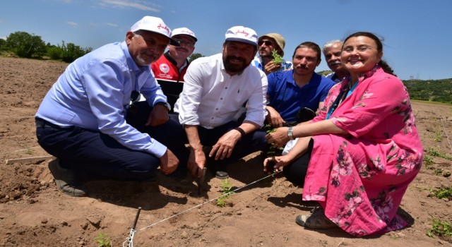 200 yıl sonra Sındırgıda kök boya bahçesi kuruldu