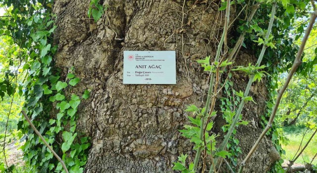 300 yıllık çınar ağaç, anıt ağaç olarak tescillendi