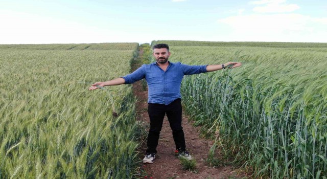 7 bin yıllık buğday Diyarbakırda boy gösterdi, çiftçiler Buğday sorunu kalmayacak dedi