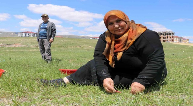 Adına bir çok türkü yazılan yabani ot, onlarca yemeğe de lezzet katıyor