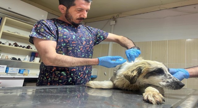 Adıyamanda yaralı köpek tedavi altına alındı