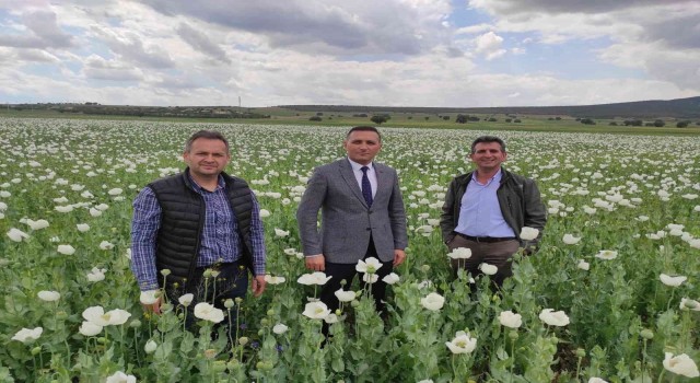 Afyonkarahisarda bu yıl en çok haşhaş Dinarda ekildi