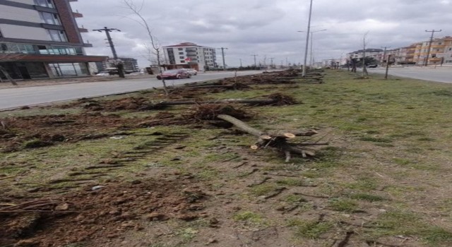 Ağaç katliamı yapan CHPli belediyeden ilginç cevap: “Dekora uymuyor”