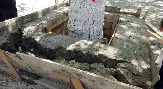 Ağacın kökünün betonla kapatılmasına karşı çıkan çevreci keserle betonu kırdı