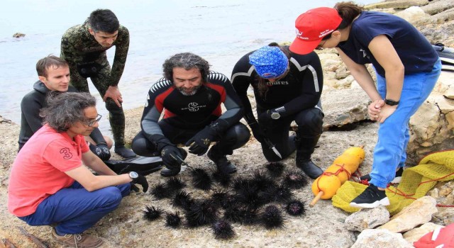 Akdenizde dikenli zehirli istilacı deniz kestanesi tehlikesi