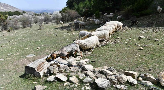 Ankara Büyükşehir Belediyesinden hayvancılık yapan çiftçilere “SIVAT” desteği