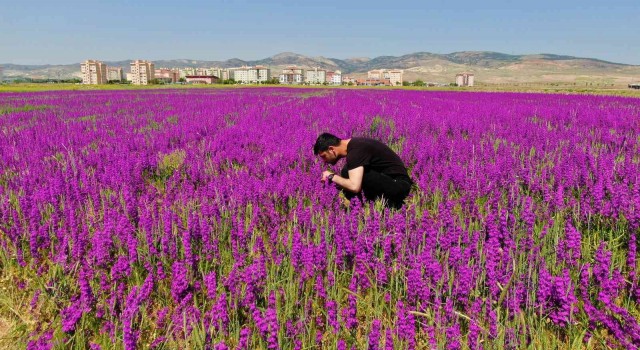 Ankarada boş arazide bulunan mor çiçekler görülmeye değer bir manzara sunuyor