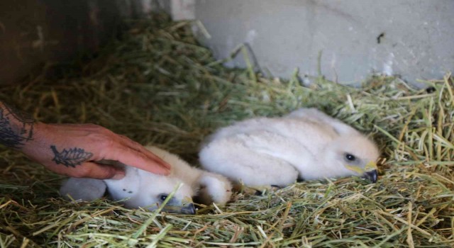 Annesinin terk ettiği yavru kartallar koruma altına alındı