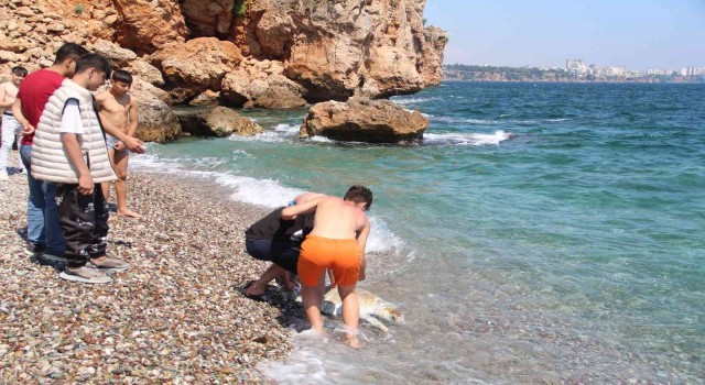 Antalyada dünyaca ünlü sahile ölü caretta caretta vurdu