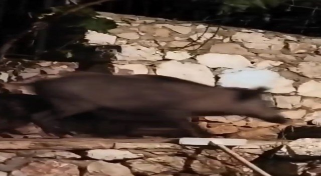 Antalyada evin bahçesine giren domuz ev sahibini neye uğradığını şaşırttı