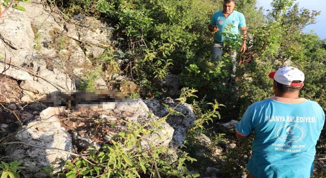 Antalyada iki sokak köpeği ölü bulundu