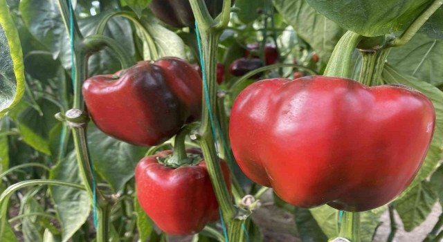 Antalyada Kaliforniya biberi sezonu sona erdi