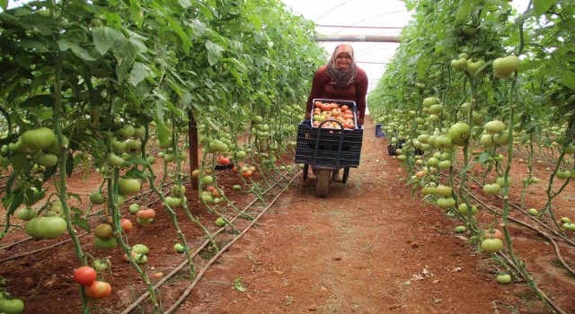 Antalyada serada 40 dereceye yaklaşan sıcaklıkta domates hasadı