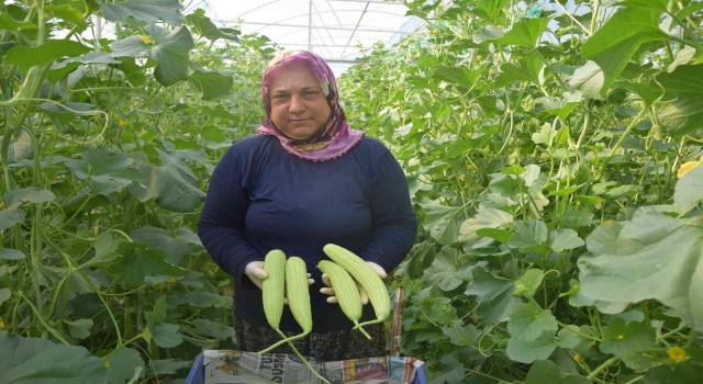 Antalyada üretilip kilosu 30 TLden Almanyaya gidiyor