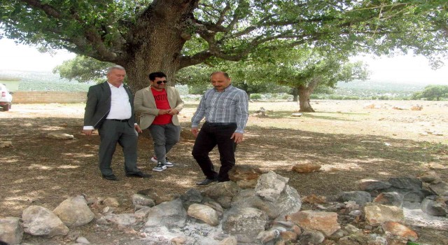 Arabanda asırlık ağaç seferberliği