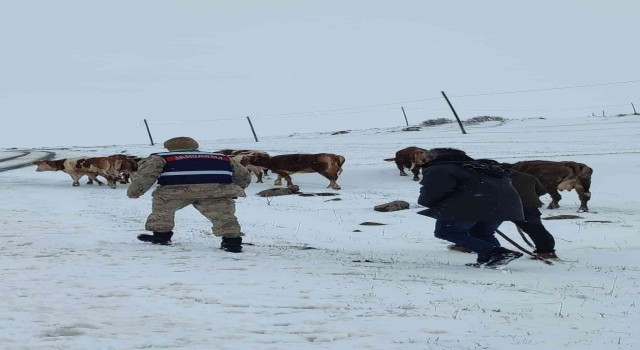 Ardahanda hayvan otlatırken kaybolan yaşlı kadın bulundu