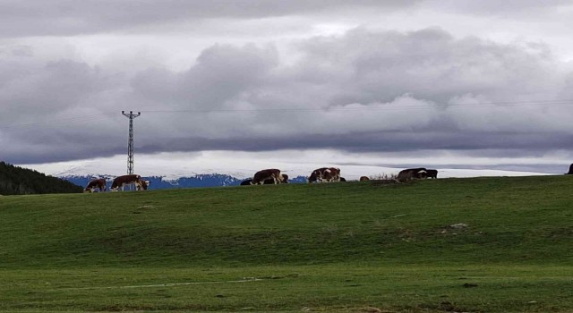 Ardahanlı besiciler, çetin kış sonrası meraya indi