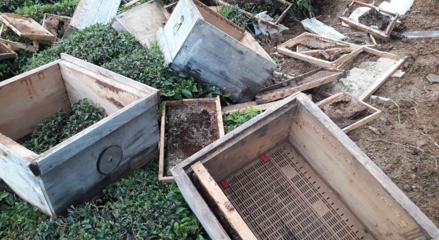 Arhavide aç kalan ayılar kovanları parçaladı