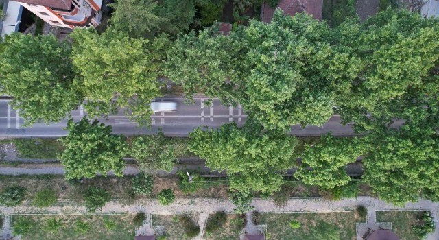 Ata yadigarı doğal yeşil tünelde keyifli yolculuk