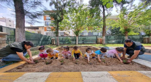 Aydın Büyükşehir Belediyesinin Ata Tohumları Projesi çocukların ellerinde büyüyor