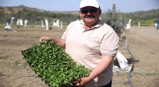 Aydında Ata Tohumları Projesi büyümeye devam ediyor