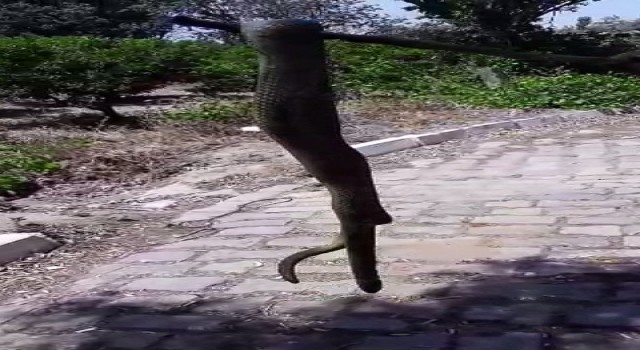 Aydında dev yılan korkuttu