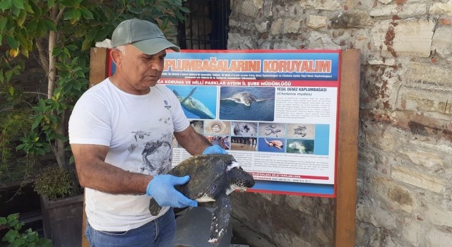 Aydında yeşil deniz kaplumbağası yaralı halde bulundu