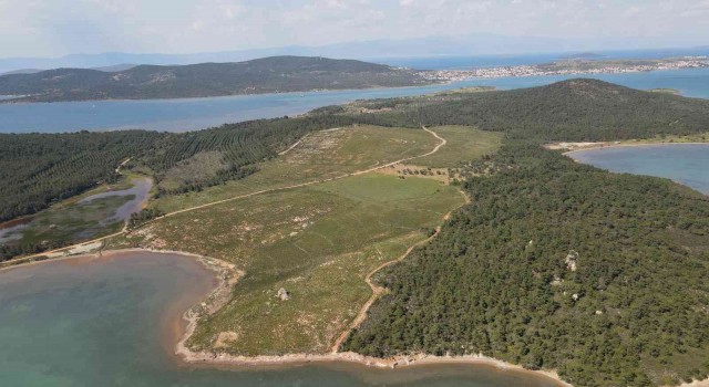 Ayvalıkta yanan ormanlık alanlarda yeşil yeniden hayat buluyor