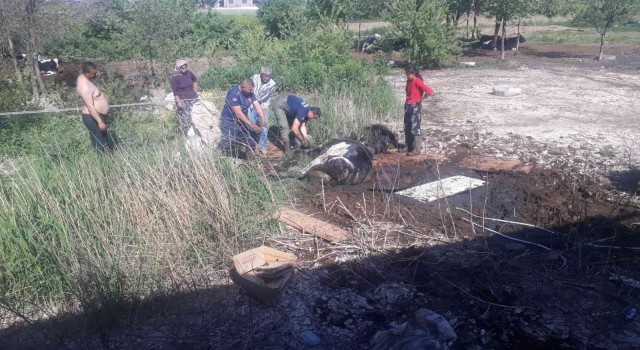 Balçığa saplanan ineği itfaiye kurtardı