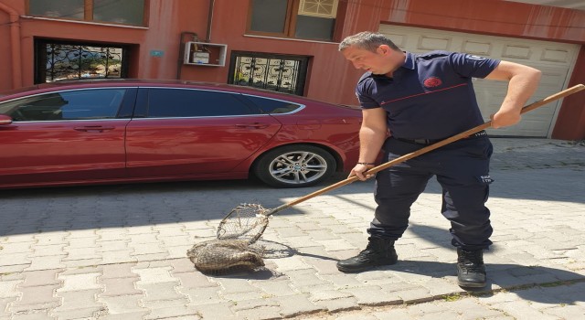 Bandırmada cadde üzerinde gezen kokarca itfaiye ekipleri tarafından yakalandı