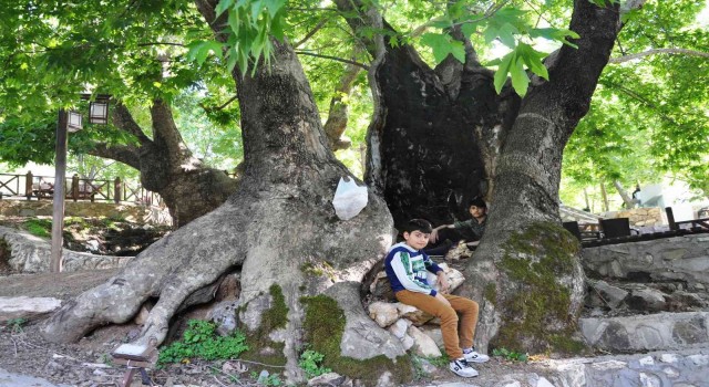 Batmanda 12 metre genişliğinde asırlık çınarlar zamana meydan okuyor
