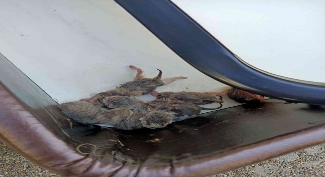 Baza içerisinde mahsur kalan yavru kedileri itfaiye kurtardı