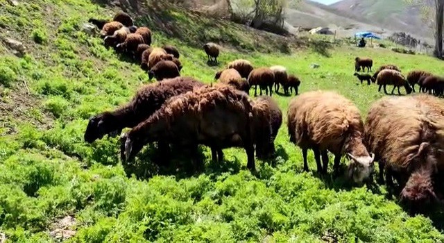 Besicilerde bahar mutluluğu