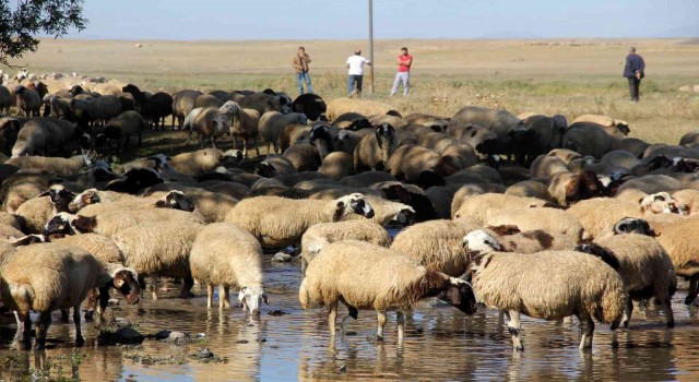 Besicilerin mera hasreti sona erdi