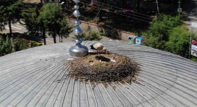 Beykozlu ‘Yaren Leylek 7 yıldır aynı cami kubbesine yuva yapıyor