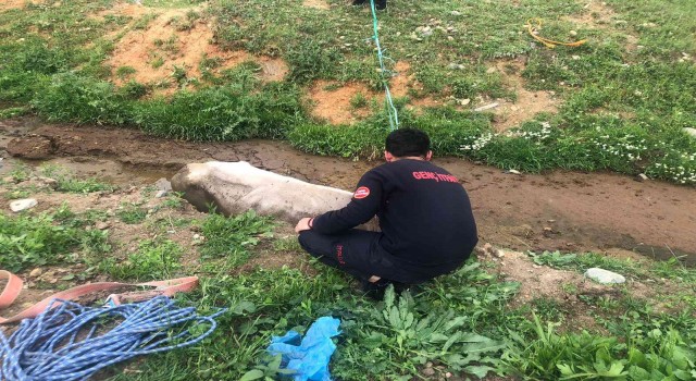 Bingölde çamura saplanan inek kurtarıldı