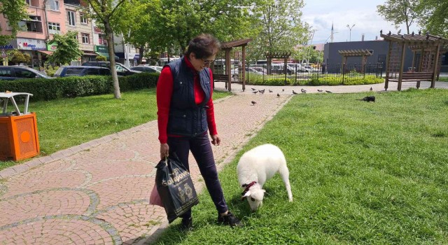 Boncuk ismini verdiği kuzu, çocuğu gibi peşinden ayrılmıyor