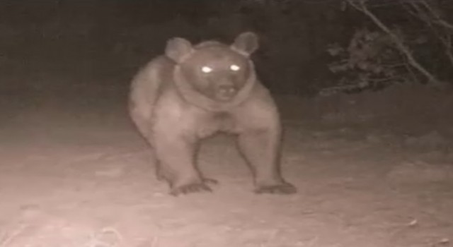 Bozayı, Burdurda ikinci kez fotokapana yansıdı
