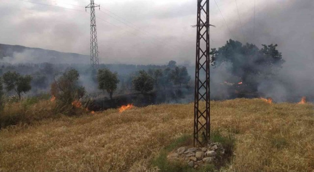 Bozdoğanda zirai alanda yangın çıktı
