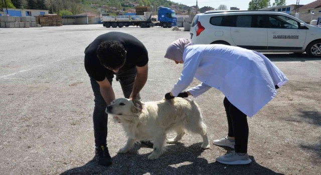 Bozüyükte ücretsiz kuduz aşısı kampanyası