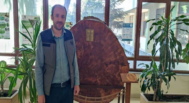 Bu karaçam 18 dünya olayına tanıklık etti